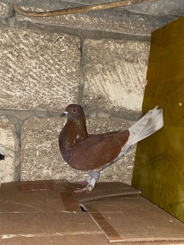 Göyərçinlər: Salam hoptum 6 baldan tek tek heresinin oz qiymeti var icinde 19 — 7