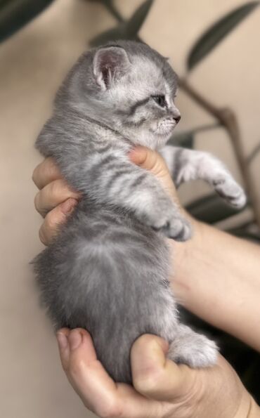 Pişiklər: Şotland — 18