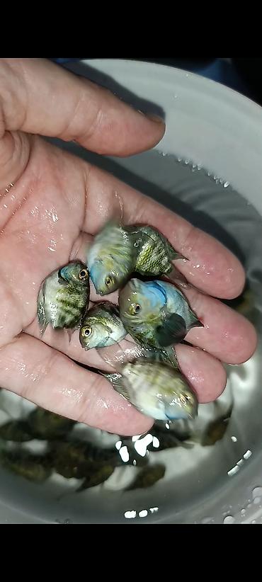 akvarium baliqlari satisi: Sülhsevər, Ünvandan götürmə, Ödənişli çatdırılma — 9