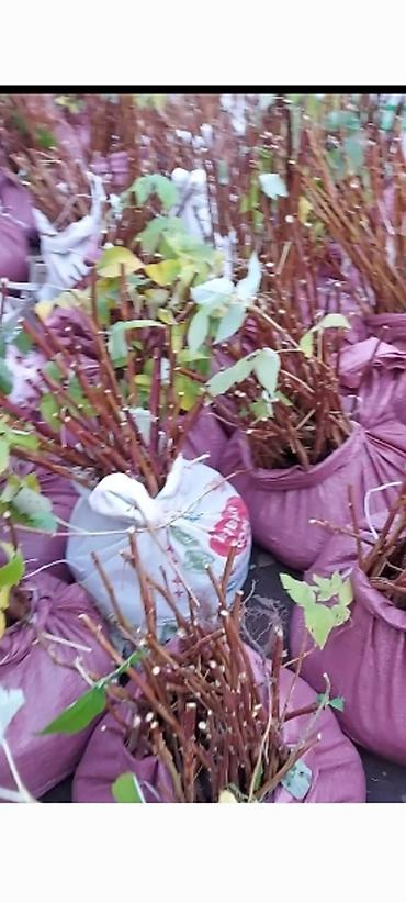 Малина: Саженцы. Питомник. Малина Новый сорт. Ягоды крупные, саженцы тоже — 2