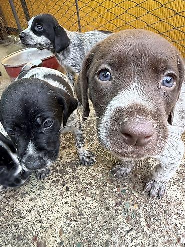 Продажа собак: Курцхаар, 1 месяц, Самец — 5