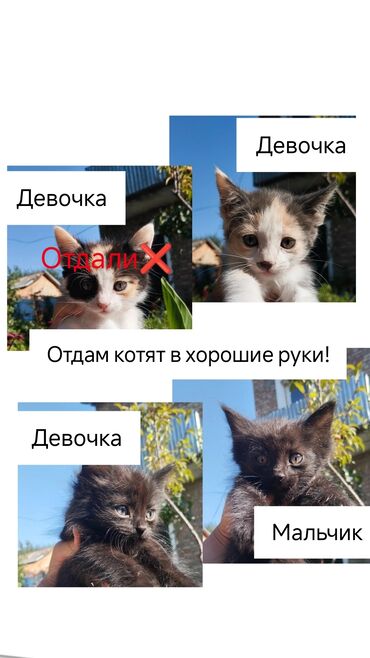 котята город ош: Отдам в хорошие руки! Черные котята не полностью черные, на горле есть