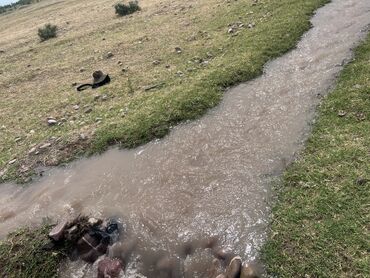 Сельхоз предприятия: Продаю Питомник растений, 1000 соток, Действующий, Без оборудования, Скважина, Холодная вода, Электричество — 12