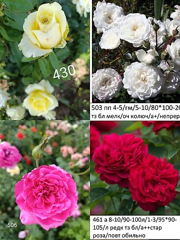 Роза: Саженцы — 9