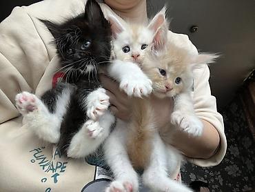 Продажа кошек: ✨ Эксклюзивные полидактильные мейн-куны ✨ Предлагаются к продаже — 6