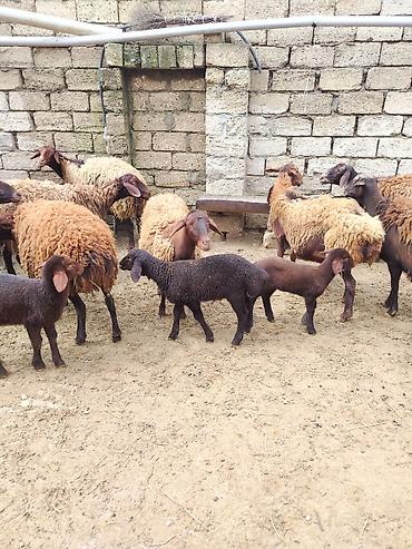 Qoyunlar, qoçlar: Satılır: Qoyun sürüsü - Növ: yerli xalı/xar (uzunquyruq, yağlı — 20