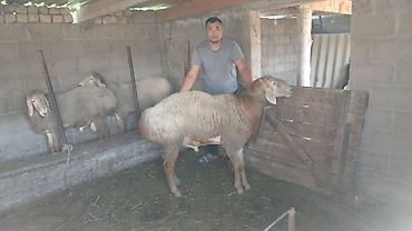 купить кошку в бишкеке: Продаю | Овца (самка) | Для разведения | Ярка — 3