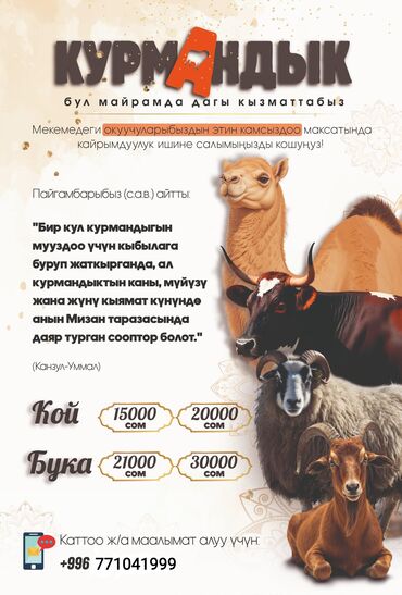 кара кон: Курмандык бул майрамда дагы кызматтабыз! Мекемебизде окуган