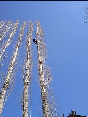 Спил деревьев, заготовка дров: Куплю Тополь Каражыгач серебряк!Любой количество за хорошее цену! — 8