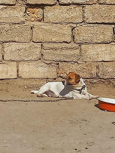 İtlər: Cek rassel teryer, 2 il, Dişi -da lalafo.az — 10 İtlər: Cek rassel teryer, 2 il, Dişi — 10