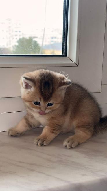 Pişiklər: Britan — 9