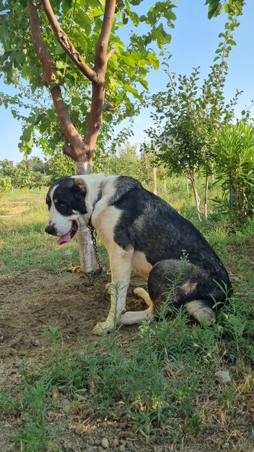 Akvarium aksessuar və ləvazimatları: Alabay, 1 il, Dişi, Ünvandan götürmə