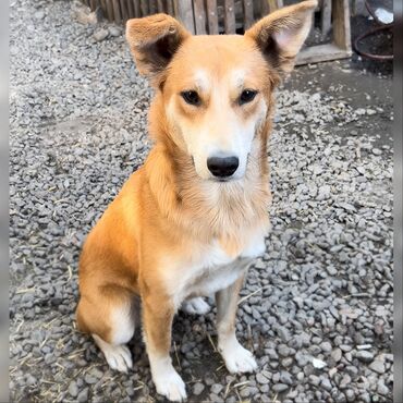 сколько стоит дворняжка: Собака даром: Дворняжка, 11 месяцев, Самка, С прививкой