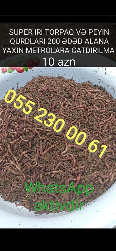 Ovçuluq və balıqçılıq: Super iri torpaq və peyin qurdları 200 ədəd alana yaxın metrolara — 1