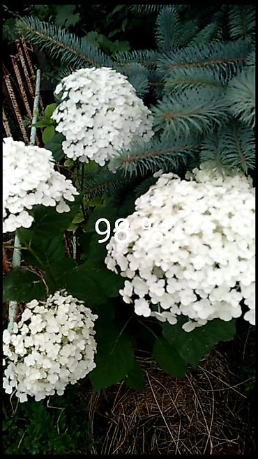 Семена и саженцы: От 20 см до 2 метров Самшит (Buxus sempervirens) — вечнозелёные — 7