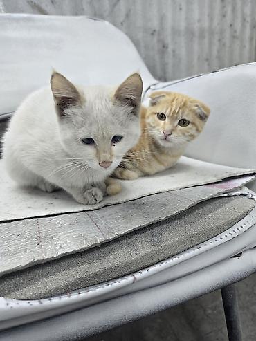 бездомные кошки: 2 месяца, Мальчик — 3