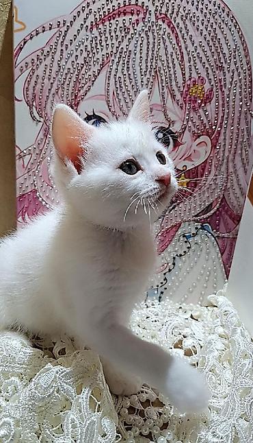 paroda pisik: Yaxşı əllərə — 7