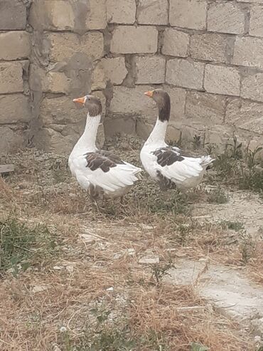 Erkək, | Xolmogor, Linda, Damazlıq, Ünvandan götürmə