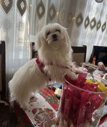 İtlər: Malta bolonka, 1 ay, Erkek -da lalafo.az — 21 İtlər: Malta bolonka, 1 ay, Erkek — 21