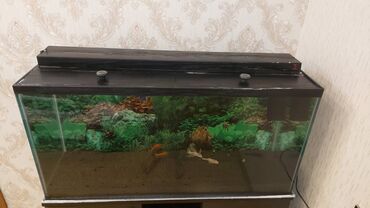 Akvariumlar: Dördbucaq akvarium, Boş, 175 l, Ünvandan götürmə — 7