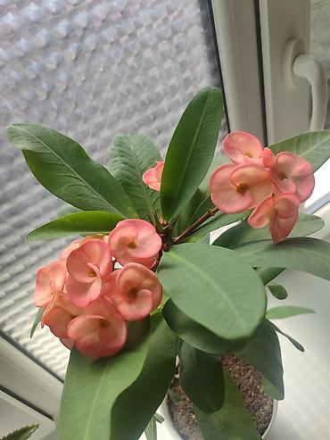 молочай: Комнатное растение – Молочай Милла (Euphorbia milii), крупный — 3