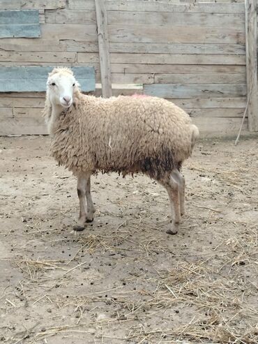 Qoyunlar, qoçlar: Razilasmaq olar — 8