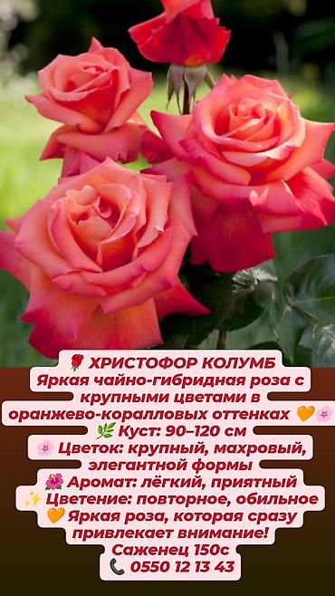 Дёрен Элегантиссима: Кустовые сортовые розы в наличии. Цена за саженец указана на фото — 8