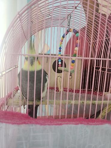 bulbul quşu: Nimfa (cockatiel) cütü və qəfəs dəsti - Növ: Nimfa (Nymphicus — 2