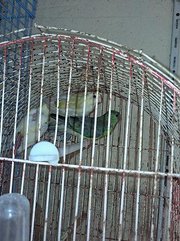 ləpə qiyməti: Bala pepçik dənəsi 70 manat — 1