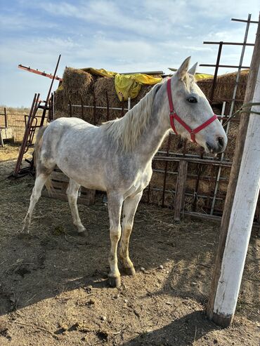 Лошади, кони: Продаю | Жеребец | Конный спорт — 4