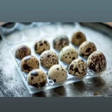 Zdrava hrana: U stalnoj ponudi uvek sveža i lekovita jaja japanskih prepelica. Cena — 2