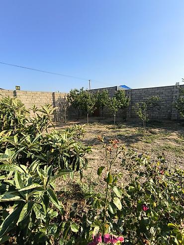 zabor: 12 sot torpaq Qala Şüvəlan yolun üzərində Məhsul: Həyət/bağ sahəsi — 5