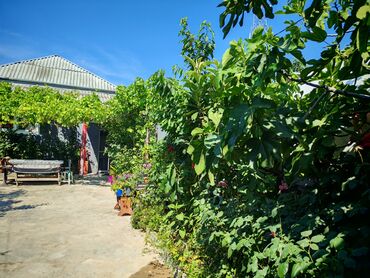 Digər bağ, çöl mebeli: Hövsan Zeytun qesebesi Beton yoluna 5deqiqelik məsafə.Binə və — 16