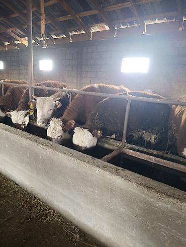 Коровы, быки: Продаю | Бык (самец) | Герефорд | На откорм | Племенные — 6