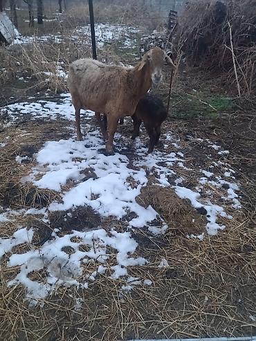 Баран, овца: Продаю | Овца (самка) | Для разведения at lalafo.kg — 5 Баран, овца: Продаю | Овца (самка) | Для разведения — 5