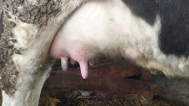 Коровы, быки: Продаю | Корова (самка) | Полукровка | Для молока | Стельные — 8