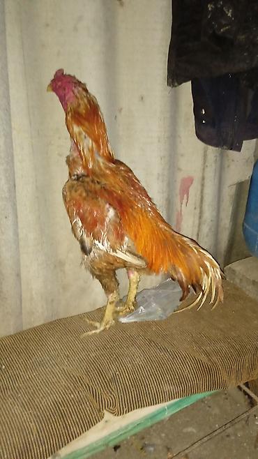 barter xoruz: Xoruz, Ağdam, il: 2, Ünvandan götürmə — 1