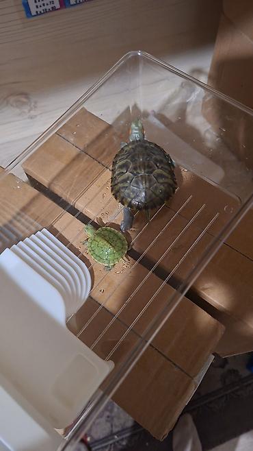 Аквариумы: Аквариумы и емкости для содержания черепах/мелких водных питомцев. 1) — 11