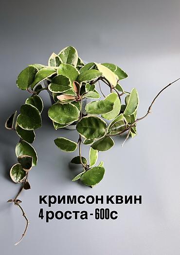 plant: 🌿 Любителям красивых фикусов посвящается! В продаже молодые сортовые — 7