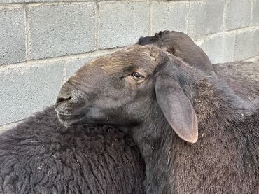 Бараны, овцы: Продаю | Баран (самец), Ягненок | Гиссарская, Арашан | Для разведения, Для шерсти, На забой | Племенные — 10