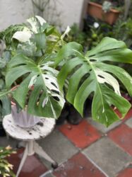 Gübrələr: Vatsapp mövcuddur!. Çatdırılma metrolara, Şamaxinkaya mövcuddur və