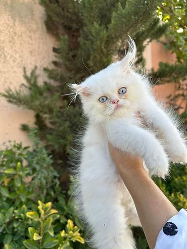 Pişiklər: Şotland, Erkək, Dişi, Yaxşı əllərə, Ünvandan götürmə, Pulsuz çatdırılma, Ödənişli çatdırılma — 11