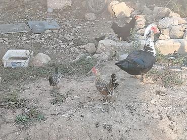Mal-qarışıq ev quşları paketi - Cins: Muskov ördəyi (indoördək) və