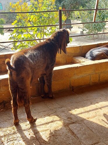 Keçi, çəpiş: 3üdə bir yerdə satılır, 1 erkəy 2 dişi marağlanan yaza bilər — 2