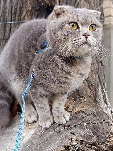 Pişiklər: Şotland, Dişi — 8