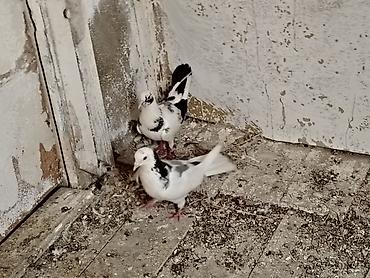 derzi quşu: Salam göy nişanlar sonu 25manat tutulmadilar unvan maşdaga 0516831165 — 4