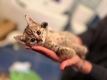 бархатные котята: 2 месяца, Мальчик — 6
