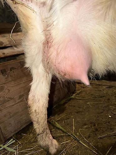 Козы, козлы: Продаю | Козлёнок | Для разведения — 14