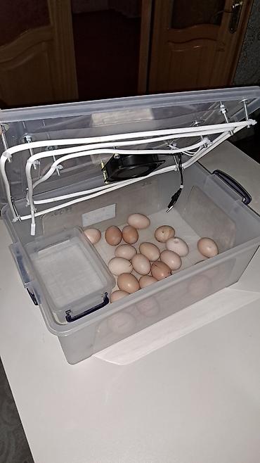 İnkubatorlar: Tam avtomat — 9