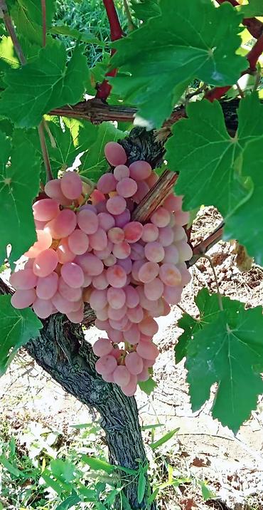 Meyvə və giləmeyvə: Məhsul: Qırmızı/çəhrayı süfrə üzümü (salxım) - Böyük, sıx salxımlar; — 9